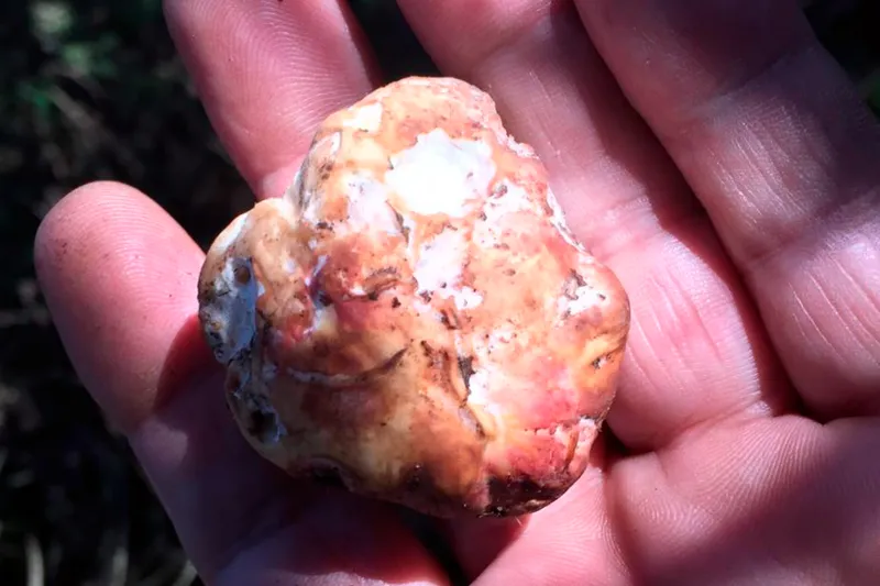 Choiromyces meandriformis 1 - IMG_7562